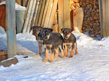 three puppies on cool snow