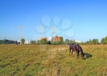 horse grazes on meadow against new building 