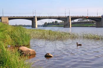 river duck near town bridge