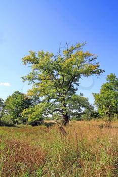 big oak on autumn field