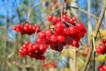 red berries of the viburnum on branch