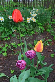 varicoloured tulips with rural garden