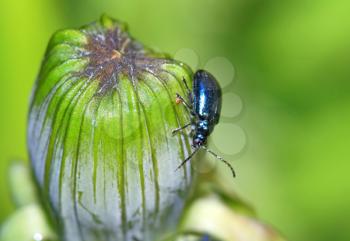 blue bug on green herb