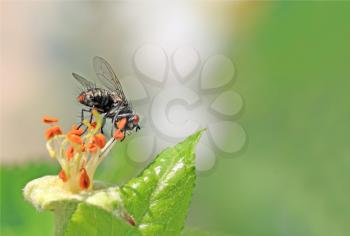 blackenning fly on flower of the aple trees