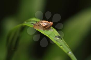 snail on herb amongst rain dripped