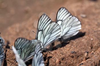  butterflies on land