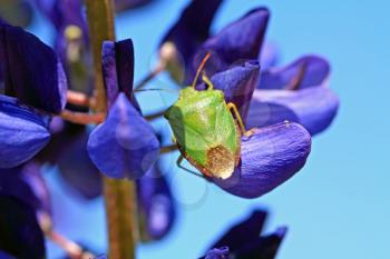 green bedbug on blue lupine