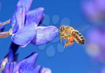 bee with pollen on blue lupine