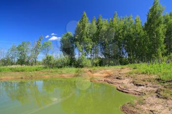 green lake in summer wood