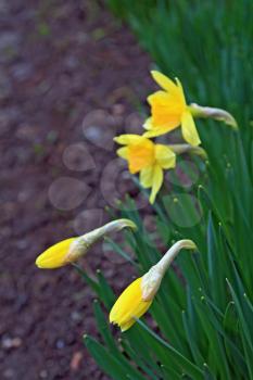young narcissuses