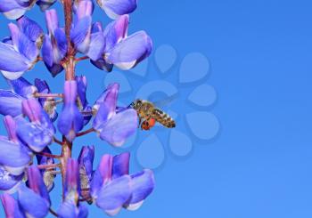 bee on blue lupine