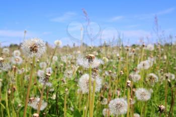 white dandelions on green field