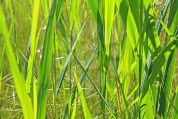 green herb on summer field