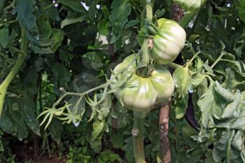 green tomatoes in plastic to hothouse 