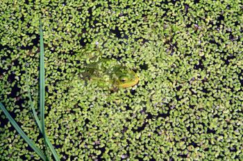frog in marsh amongst duckweed 