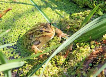 frog in marsh amongst duckweed 