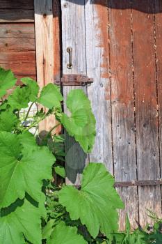 green burdock near old wooden door