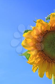 yellow sunflower on celestial background
