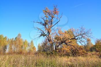 old oak on autumn field