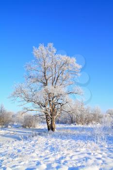 snow oak on winter field