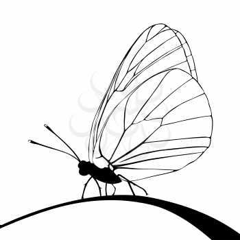 butterfly silhouette on white background, vector illustration
