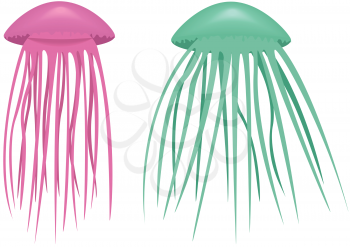 Royalty Free Clipart Image of Two Jellyfish