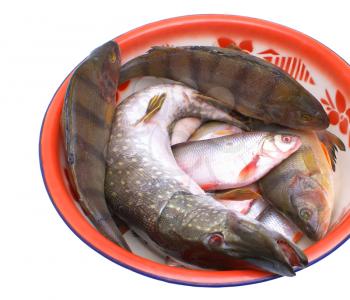 Fresh edible fish in the plate on a white background. 
                   