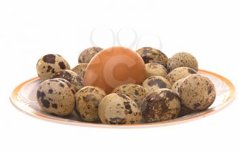 Bird eggs in a plate on a white background.                