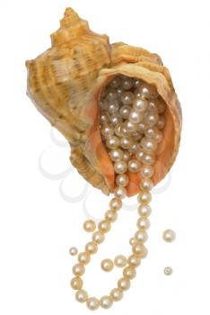 Pearls in a sea bowl on a white background.                   
