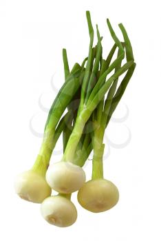 Purified green onions on a white background.                    