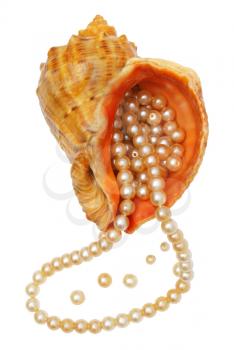 Pearls in a sea bowl on a white background.                   