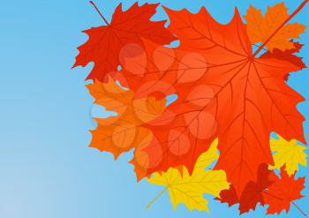 Autumn maple leaves, file EPS.8 illustration.

