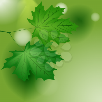 Green maple leaves, EPS10 - vector graphics.