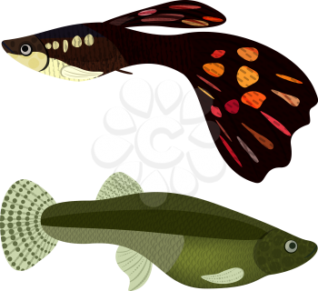Guppy, fishes aquarium, EPS10 - vector graphics.
