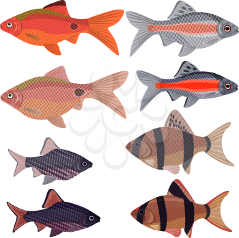 Exotic aquarium fish sort karpovy barbs, EPS10 - vector graphics.