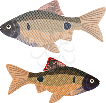 Exotic aquarium fish sort karpovy pethia stoliczkana, EPS10 - vector graphics.