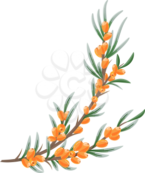 Sea buckthorn branch, vector illustration EPS 10