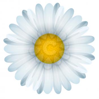 Voluminous chamomile flower, vector illustration EPS 10