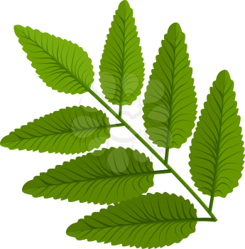 Green leaf plant, vector illustration EPS 10