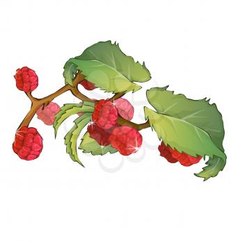 Royalty Free Clipart Image of Raspberries on a Vine