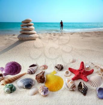 sea shells on sand beach
