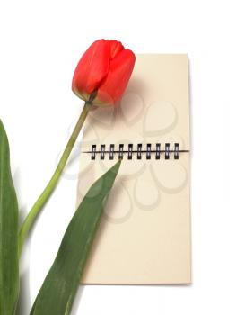 red tulip and notepad