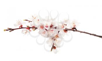 cherry twig in bloom