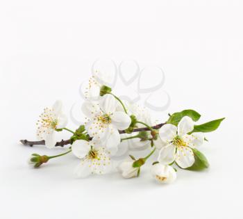cherry twig in bloom
