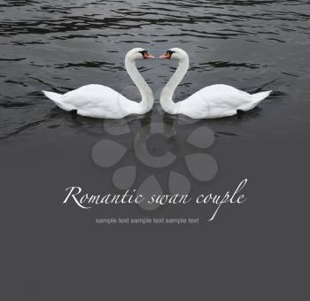Romantic swan couple in black water