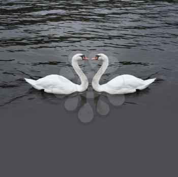 Romantic swan couple in black water