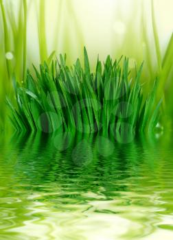 grass and water background