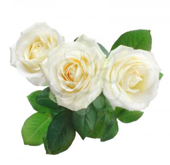 three white roses isolated on white