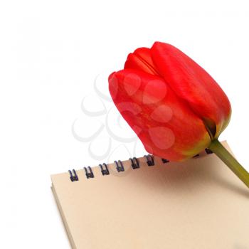 red tulip with paper notepad