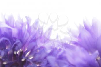 Soft focus cornflower background with copy space. Made with lens-baby and macro-lens.